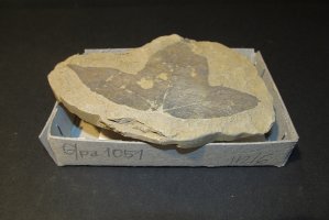 paleontologie_3